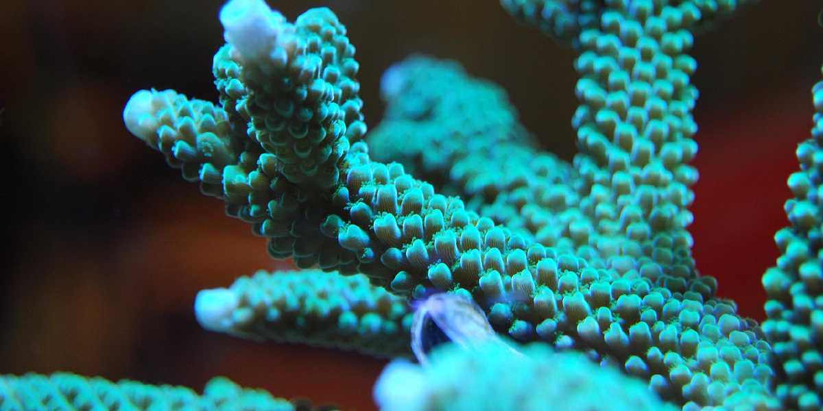 Buce Aquarium LED Controller on Crowd Supply